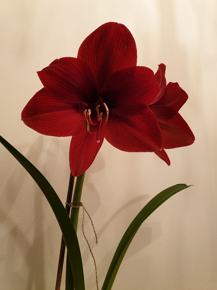 Amaryllis 2